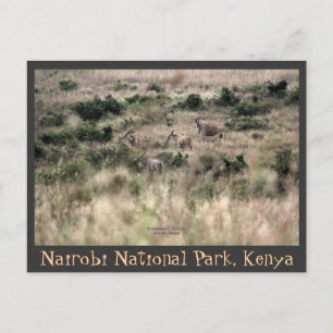 Eland Antelopes im Nairobi Nationalpark, Kenia Postkarte