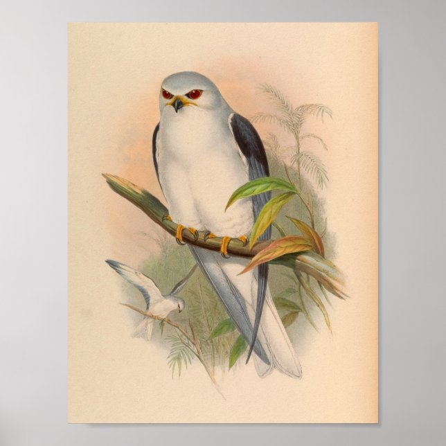 Elanus White Kite Bird Vintage Kunstdruckerei Poster (Vorne)