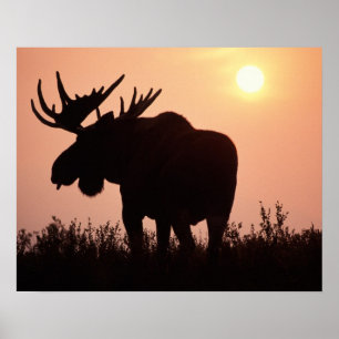 Elch, Alces alces, Bulle mit großem Geweih, Poster