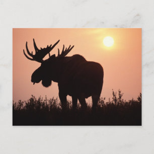 Elch, Alces alces, Bulle mit großem Geweih, Postkarte