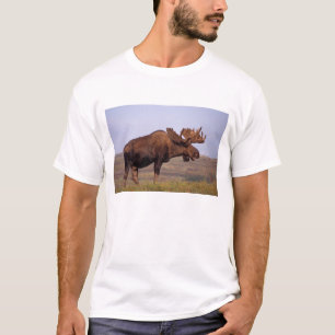 Elch, Alces alces, Bulle mit großem Geweih T-Shirt