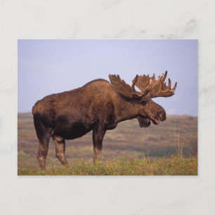 Elch, Alces alces, Bulle mit großen Geweihen Postkarte