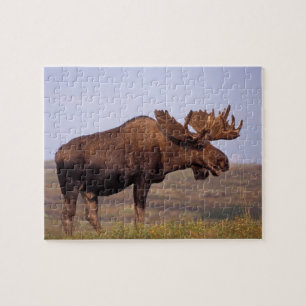 Elch, Alces alces, Bulle mit großen Geweihen Puzzle