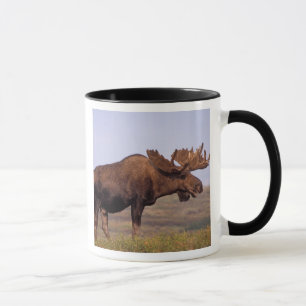 Elch, Alces alces, Bulle mit großen Geweihen Tasse