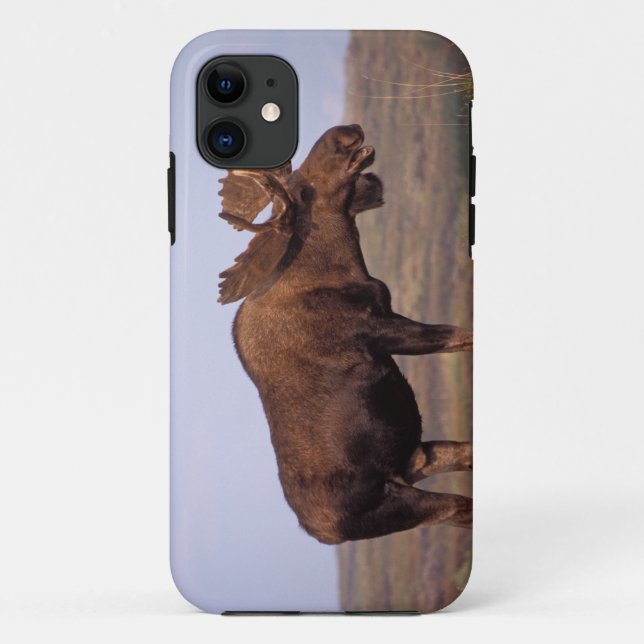 Elch, Alces Alces, Stier mit großen Geweihten Case-Mate iPhone Hülle (Rückseite)