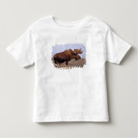 Elch, Alces Alces, Stier mit großen Geweihten