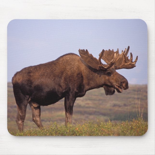 Elch, Alces Alces, Stier mit großen Geweihten Mousepad (Vorne)