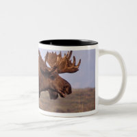 Elch, Alces Alces, Stier mit großen Geweihten