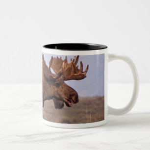 Elch, Alces Alces, Stier mit großen Geweihten Zweifarbige Tasse