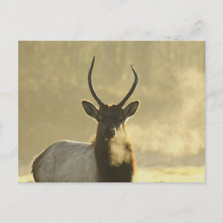 Elch atmet postkarte