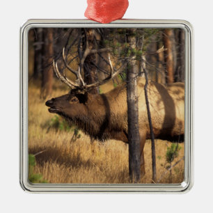 Elch, Cervus elaphus, Bulle röhrt in einem abgebra Ornament Aus Metall