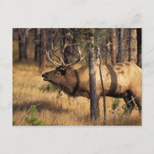 Elch, Cervus elaphus, Bulle röhrt in einem abgebra Postkarte