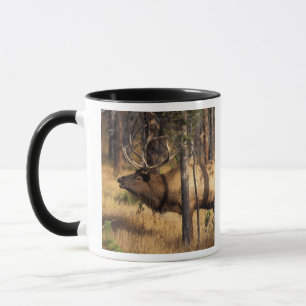 Elch, Cervus elaphus, Bulle röhrt in einem abgebra Tasse