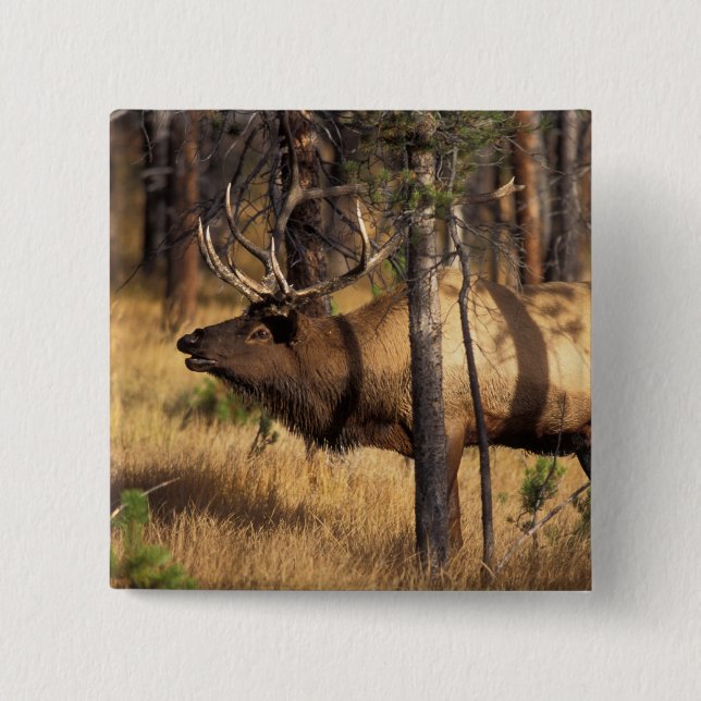 Elch, Cervus elaphus, Bullenbrillen in einem verbr Button (Vorderseite)