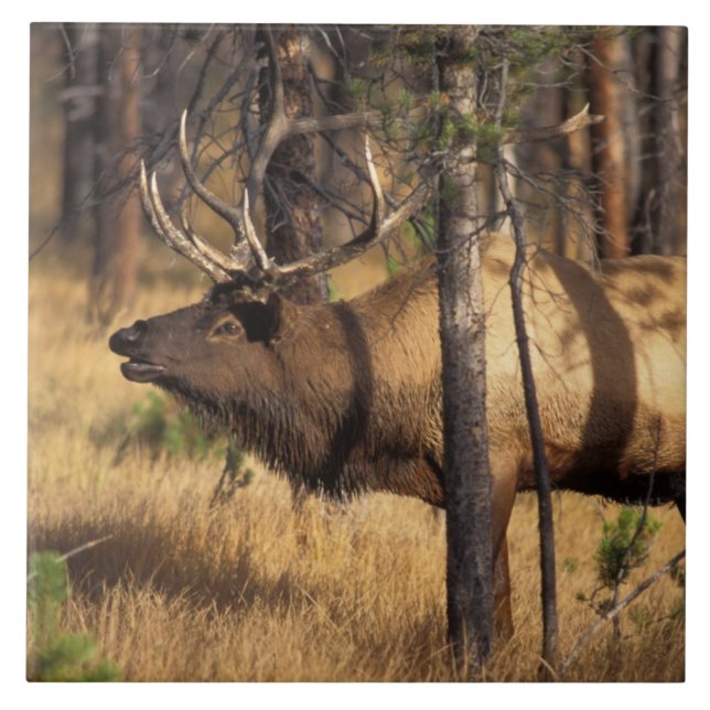 Elch, Cervus elaphus, Bullenbrillen in einem verbr Fliese (Vorderseite)