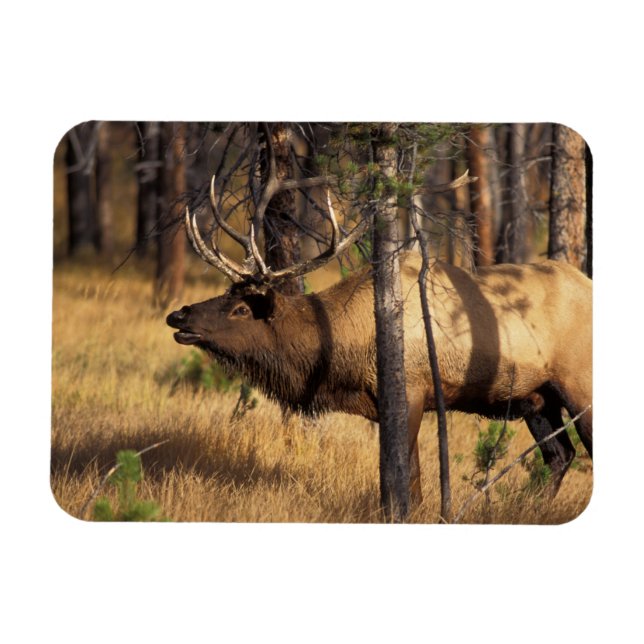 Elch, Cervus elaphus, Bullenbrillen in einem verbr Magnet (Horizontal)