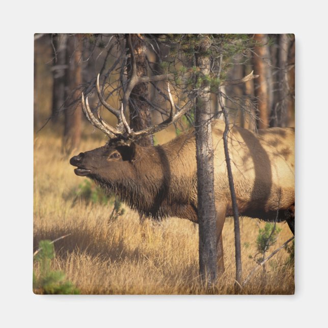 Elch, Cervus elaphus, Bullenbrillen in einem verbr Magnet (Vorne)