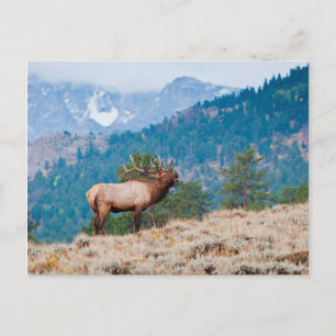 Elch (Cervus Elephus) Bull Röhren Postkarte