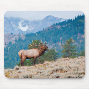 Elch (Cervus Elephus) Bull röhrt Mousepad