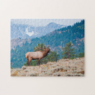 Elch (Cervus Elephus) Bull röhrt Puzzle