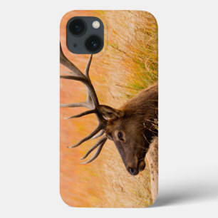 Elch (Cervus Elephus) ruht auf Wiesen Gras iPhone 13 Hülle