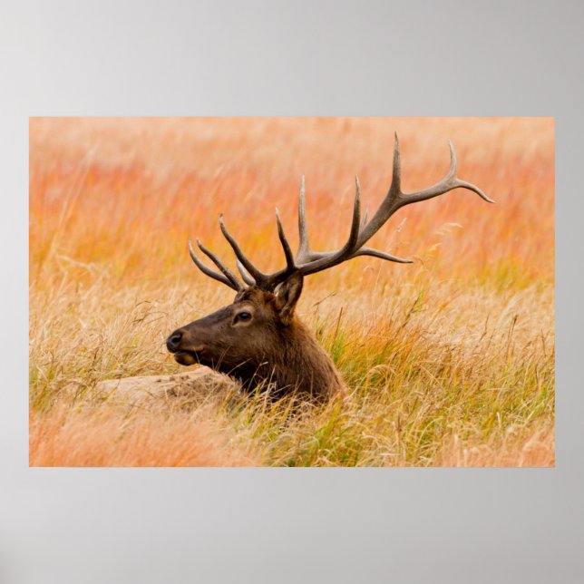 Elch (Cervus Elephus) ruht auf Wiesen Gras Poster (Vorne)