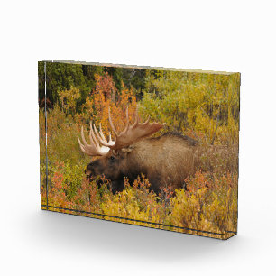 Elch Denali-Nationalpark, Alaska Fotoblock