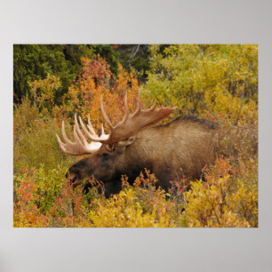 Elch Denali-Nationalpark, Alaska Poster