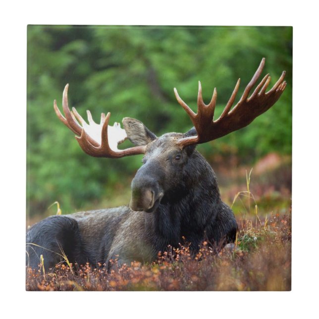 Elch Fliese (Vorderseite)