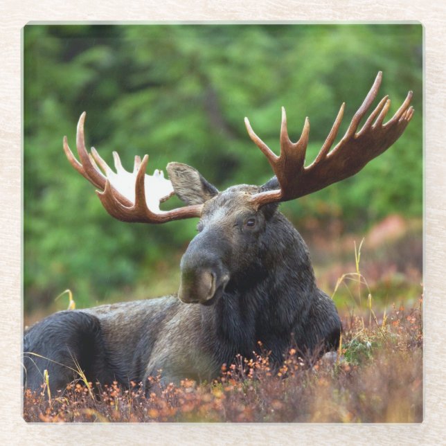 Elch Glasuntersetzer (Vorderseite)