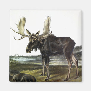 Elch Hirsch (Elch - Alzen Alzen) von Audubon Magnet