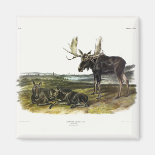 Elch Hirsch (Elch - Alzen Alzen) von Audubon Magnet