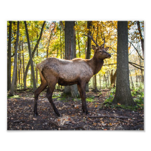 Elch im Herbst Fotodruck