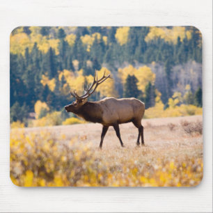 Elch im Rocky Mountain National Park, Colorado Mousepad