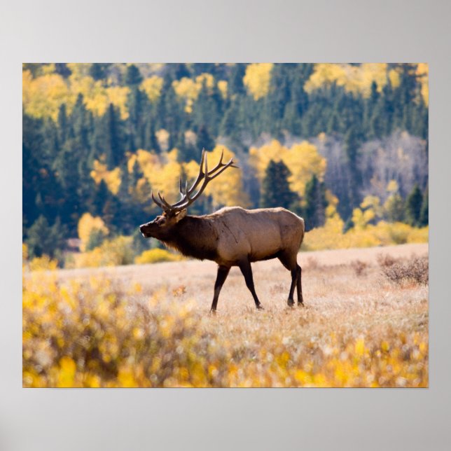 Elch im Rocky Mountain National Park, Colorado Poster (Vorne)