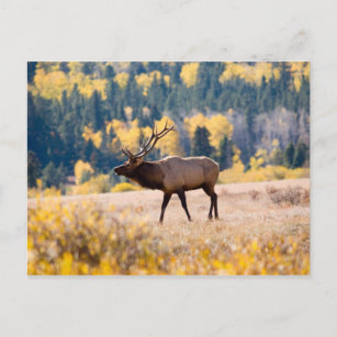 Elch im Rocky Mountain National Park, Colorado Postkarte