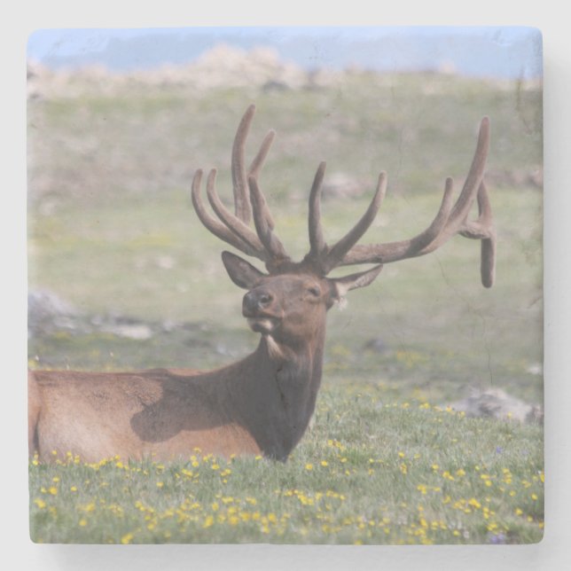 Elch im Rocky Mountain Nationalpark Steinuntersetzer (Vorderseite)