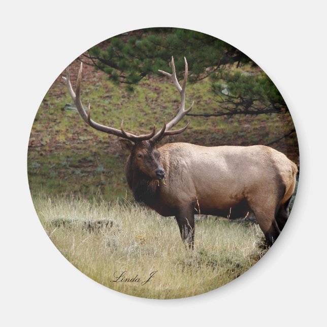 Elch im Wilden Magnet (Vorne)