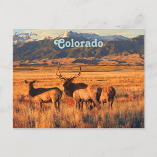 Elch in Grasland und Dünen in Colorado Postkarte