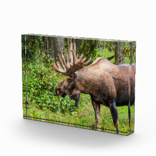 Elch Kenai-Halbinsel, Alaska Fotoblock