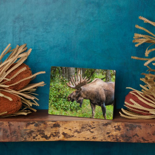 Elch | Kenai Halbinsel, Alaska Fotoplatte (Seite)