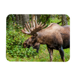 Elch   Kenai Halbinsel, Alaska Magnet