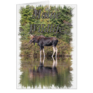 Elch - Maine Wildlife