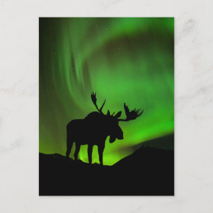 Elch mit grünem Nordlicht, Alaska Postkarte