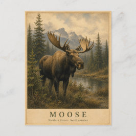 Elch Nördliche Wälder VINTAGE Postkarte