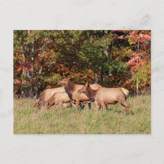 Elch Postcard Postkarte