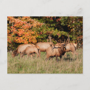 Elch Postcard Postkarte