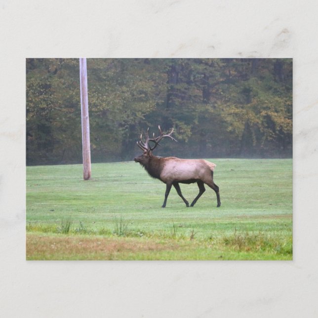 Elch Postcard Postkarte (Vorderseite)