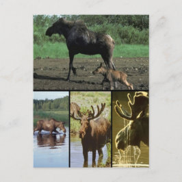 Elch Postkarte