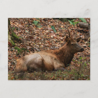 Elch Postkarte